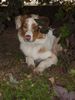 Australian Shepherd Foto: Socke (ID 34813) Australian Shepherd Hund