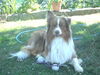 Australian Shepherd Foto: sunni the king! (ID 41007) Australian Shepherd Hund