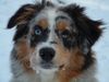 Australian Shepherd Foto: Winterportrait (ID 36131) Australian Shepherd Hund