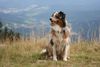 Australian Shepherd Foto: Suki auf dem großen Arber (ID 36134) Australian Shepherd Hund