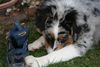 Australian Shepherd Foto: Ich war das nicht (ID 36132) Australian Shepherd Hund