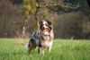Australian Shepherd Foto: Suki auf ihrer Lieblingswiese (ID 36133) Australian Shepherd Hund