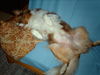 Australian Shepherd Foto: sunnis liebste schlafposition (ID 35352) Australian Shepherd Hund
