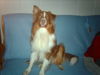 Australian Shepherd Foto: sunni the king (ID 35351) Australian Shepherd Hund