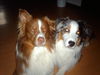 Australian Shepherd Foto: unsere beiden jungs! (ID 41008) Australian Shepherd Hund