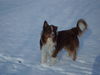 Australian Shepherd Foto: sunni im schnee (ID 36630) Australian Shepherd Hund