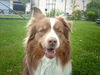 Australian Shepherd Foto: sunni!! (ID 41959) Australian Shepherd Hund