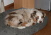 Australian Shepherd Foto: Teagan 11 Wochen alt (ID 43518) Australian Shepherd Hund