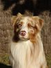 Australian Shepherd Foto: Mabye (ID 40553) Australian Shepherd Hund