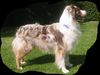 Australian Shepherd Foto: Absolutly Magic Archimedes (ID 4745) Australian Shepherd Hund