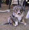 Australian Shepherd Foto: Belle Kanji from Black Boy Country (ID 26883) Australian Shepherd Hund