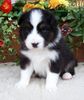 Australian Shepherd Foto: Nayeli Baby (ID 44416) Australian Shepherd Hund