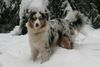 Australian Shepherd Foto: Der erste Schnee (ID 40464) Australian Shepherd Hund