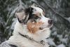 Australian Shepherd Foto: Yuma (ID 40463) Australian Shepherd Hund