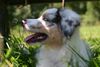 Australian Shepherd Foto: Ab in den Schatten (ID 38979) Australian Shepherd Hund