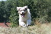 Australian Shepherd Foto: Keine ruhige Minute (ID 38980) Australian Shepherd Hund