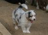 Australian Shepherd Foto: Unsere kleine Hexe (ID 38721) Australian Shepherd Hund