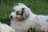 Australian Shepherd Foto: Yuma mit 6 Wochen (ID 38719) Australian Shepherd Hund