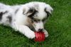 Australian Shepherd Foto: Kong mit Leberwurst - lecker (ID 39077) Australian Shepherd Hund