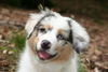 Australian Shepherd Foto: Portrait (ID 39076) Australian Shepherd Hund