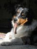 Australian Shepherd Foto: Askook vom Wooly Lamahof (ID 3132) Australian Shepherd Hund