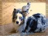 Australian Shepherd Foto: Ich heiße Scheky, früher Figaro und habe schon lange eine neue Familie die mich sehr lieb hat. (ID 37420) Australian Shepherd Hund