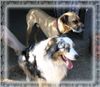 Australian Shepherd Foto: Mein bester Kumpel! (ID 37419) Australian Shepherd Hund