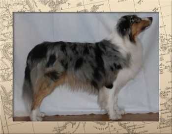 Australian Shepherd Hunde Foto 30813 in höherer Auflösung ansehen Australian Shepherd Australian Shepherd
