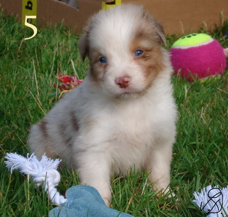 Australian Shepherd Hunde Foto 39151 in höherer Auflösung ansehen Australian Shepherd Meine Geschwister und ich suchen noch nach der richtigen Familie!