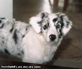 Australian Shepherd Hunde Foto 7663 Australian Shepherd