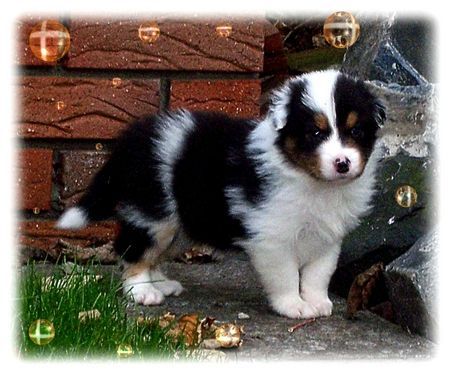 Australian Shepherd Hunde Foto 35720 Australian Shepherd Nayeli Baby! www.nayeli-aussies.de.vu