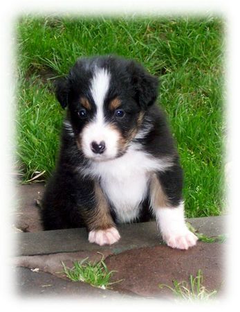 Australian Shepherd Hunde Foto 35721 Australian Shepherd Nayeli Baby! www.nayeli-aussies.de.vu