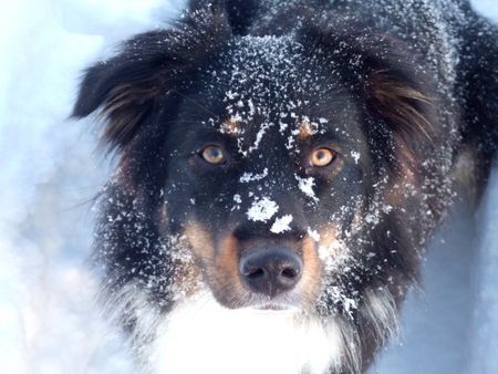 Australian Shepherd Hunde Foto 38966 in höherer Auflösung ansehen Australian Shepherd ....wann kommt endlich wieder Schnee