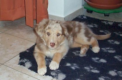 Australian Shepherd Hunde Foto 1021 Australian Shepherd Amberlands Shadow of Rainwood