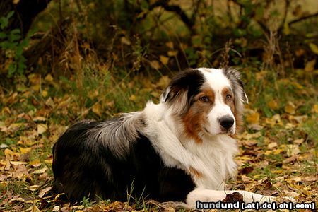Australian Shepherd Hunde Foto 23447 in höherer Auflösung ansehen Australian Shepherd hallo