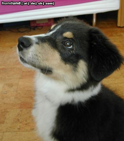 Australian Shepherd Hunde Foto 24519 in höherer Auflösung ansehen Australian Shepherd Sina, ca 13 Wochen