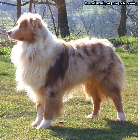 Australian Shepherd Hunde Foto 11000 Australian Shepherd Heartfire's Bugs Off