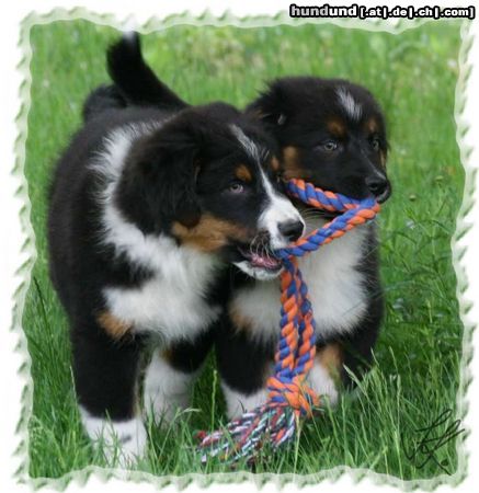 Australian Shepherd Sugar und Spencer, 12 Wochen alt, suchen noch eine tolle Familie! 