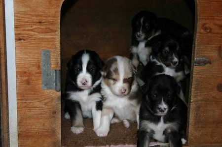 Australian Shepherd Hunde Foto 43229 Australian Shepherd Unsere Welpen vom 11.10.2008