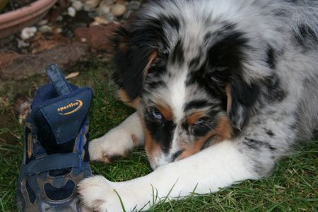 Australian Shepherd Hunde Foto 36132 in höherer Auflösung ansehen Australian Shepherd Ich war das nicht