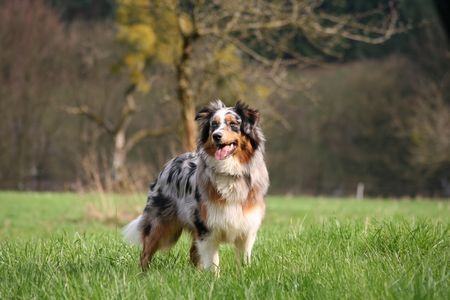 Australian Shepherd Hunde Foto 36133 in höherer Auflösung ansehen Australian Shepherd Suki auf ihrer Lieblingswiese