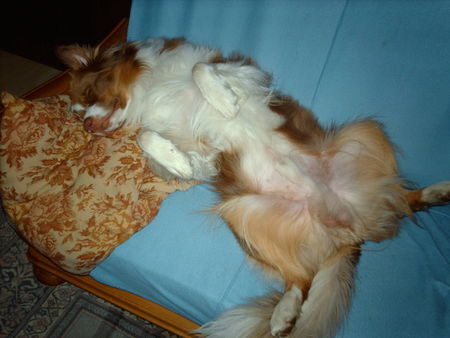 Australian Shepherd Hunde Foto 35352 Australian Shepherd sunnis liebste schlafposition