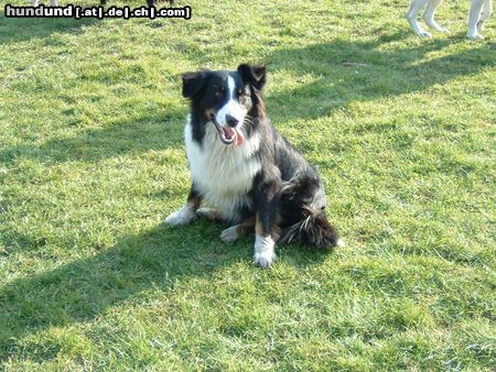Australian Shepherd Hunde Foto 7894 Australian Shepherd Danny