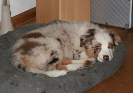 Australian Shepherd Hunde Foto 43518 in höherer Auflösung ansehen Australian Shepherd Teagan 11 Wochen alt