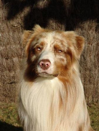 Australian Shepherd Hunde Foto 40553 Australian Shepherd Mabye