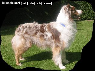 Australian Shepherd Hunde Foto 4745 Australian Shepherd Absolutly Magic Archimedes