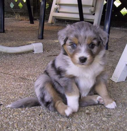 Australian Shepherd Hunde Foto 26883 Australian Shepherd Belle Kanji from Black Boy Country