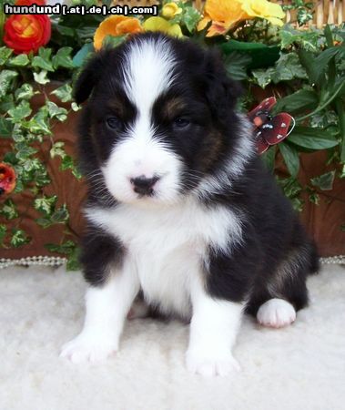Australian Shepherd Hunde Foto 44416 Australian Shepherd Nayeli Baby