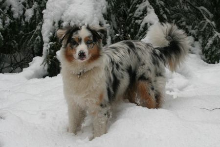 Australian Shepherd Hunde Foto 40464 in höherer Auflösung ansehen Australian Shepherd Der erste Schnee