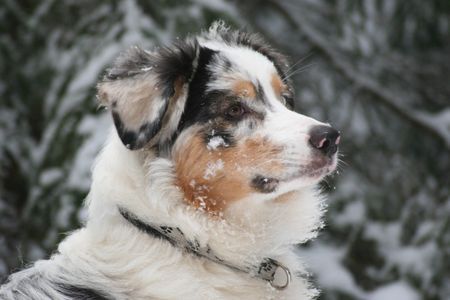 Australian Shepherd Hunde Foto 40463 in höherer Auflösung ansehen Australian Shepherd Yuma